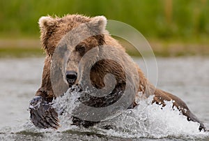 Brown Bear Fishing for Salmon in Alaksa