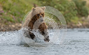 Brown Bear Fishing for Salmon in Alaksa
