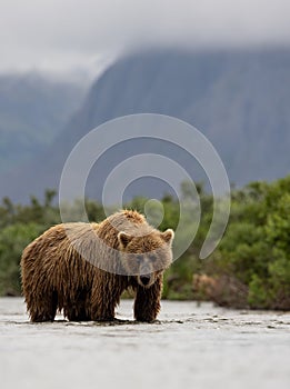 Brown Bear Fishing for Salmon in Alaksa