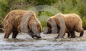 Brown Bear Fishing for Salmon in Alaksa