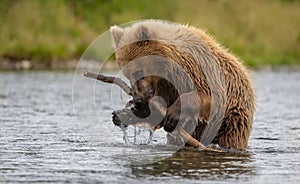 Brown Bear Fishing for Salmon in Alaksa