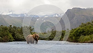 Brown Bear Fishing for Salmon in Alaksa