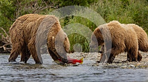 Brown Bear Fishing for Salmon in Alaksa