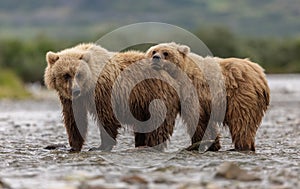 Brown Bear Fishing for Salmon in Alaksa