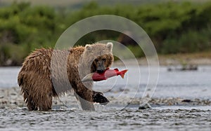 Brown Bear Fishing for Salmon in Alaksa