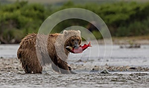 Brown Bear Fishing for Salmon in Alaksa