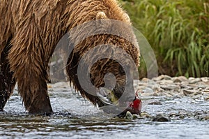 Brown Bear Fishing for Salmon in Alaksa