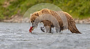 Brown Bear Fishing for Salmon in Alaksa