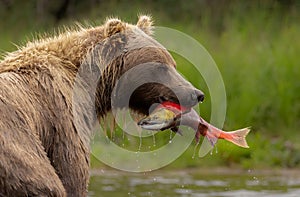 Brown Bear Fishing for Salmon in Alaksa