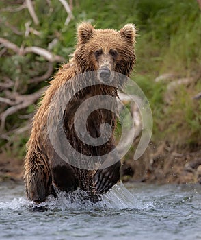 Brown Bear Fishing for Salmon in Alaksa