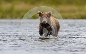 Brown Bear Fishing for Salmon in Alaksa