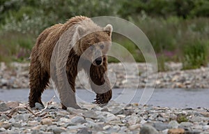 Brown Bear Fishing for Salmon in Alaksa