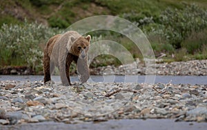 Brown Bear Fishing for Salmon in Alaksa