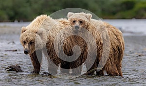 Brown Bear Fishing for Salmon in Alaksa