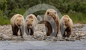 Brown Bear Fishing for Salmon in Alaksa