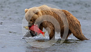 Brown Bear Fishing for Salmon in Alaksa