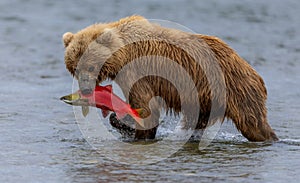 Brown Bear Fishing for Salmon in Alaksa