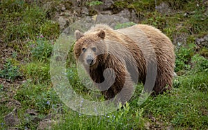 Brown Bear Fishing for Salmon in Alaksa