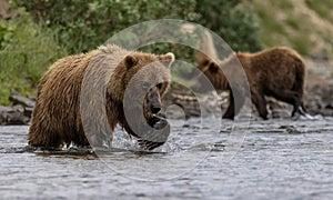 Brown Bear Fishing for Salmon in Alaksa