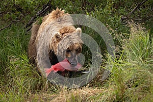 Brown Bear Fishing for Salmon in Alaksa