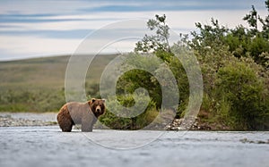 Brown Bear Fishing for Salmon in Alaksa