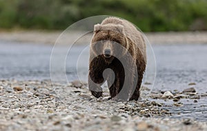 Brown Bear Fishing for Salmon in Alaksa