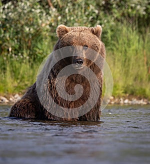 Brown Bear Fishing for Salmon in Alaksa