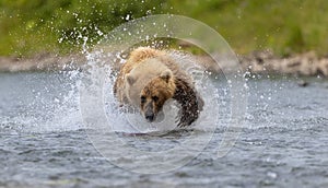 Brown Bear Fishing for Salmon in Alaksa