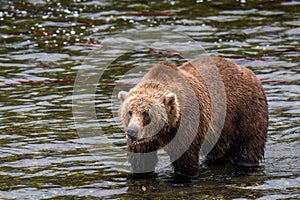 Brown bear fishing for salmon in the Brooks River, Katmai National Park, Alaska, USA