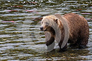 Brown bear fishing for salmon in the Brooks River, Katmai National Park, Alaska, USA