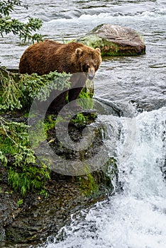 Brown bear fishing for salmon on the lip of Brooks Falls, Katmai National Park, Alaska, USA