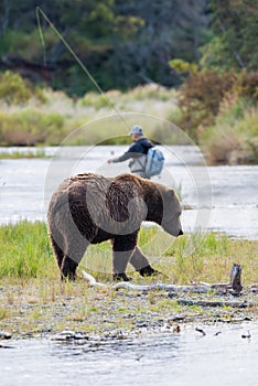 Brown Bear with fly fisherman