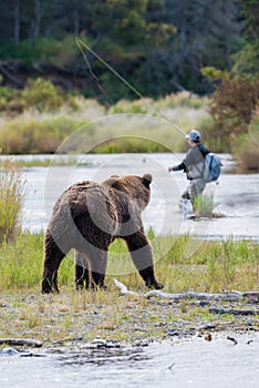 Brown Bear with fly fisherman