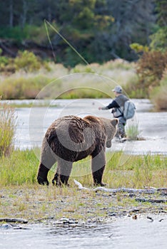 Brown Bear with fly fisherman