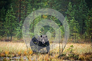 A brown bear in the fog on the bog. Adult Big Brown Bear Male. Scientific name: Ursus arctos.