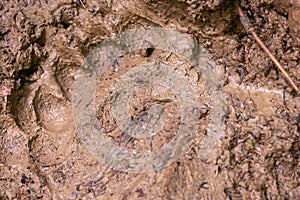 brown bear footprint imprinted in the mud in Romania in Muntii Ciucas