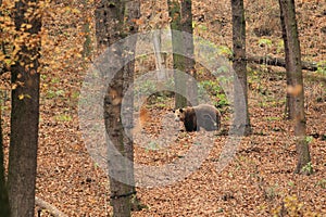Brown bear in forest