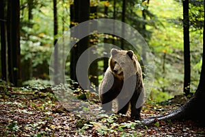 Brown bear in a forest