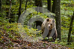 Brown bear in a forest