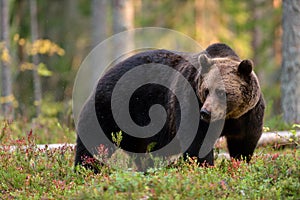 Brown bear in forest