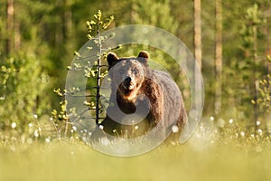 Brown bear with forest background