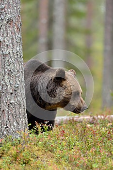 Brown bear in the forest behin a tree photo