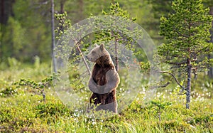 Brown bear in a forest glade is standing on its hind legs.