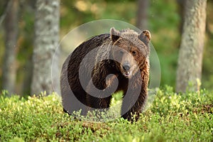 Brown bear in forest at summer sunlight