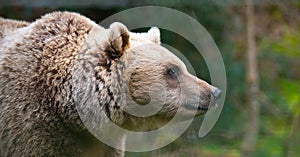 Brown bear in the forest, wildlife in the woodland, portrait of a grizzly, encounter with predator, animal in nature