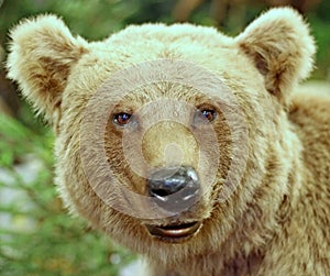 Brown bear in the forests photo