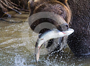 Brown Bear with a fresh catch of salmon