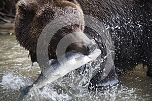 Brown Bear with a fresh catch of salmon