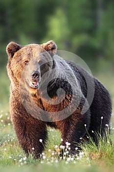 Brown bear frontal portrait