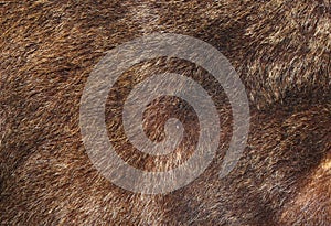 Brown bear fur texture